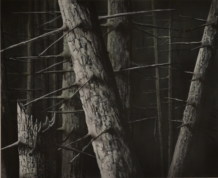 FORESTA (Copy)